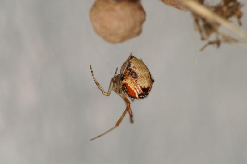 Parasteatoda_lunata_D6164_Z_88_Les Gris_Frankrijk.jpg